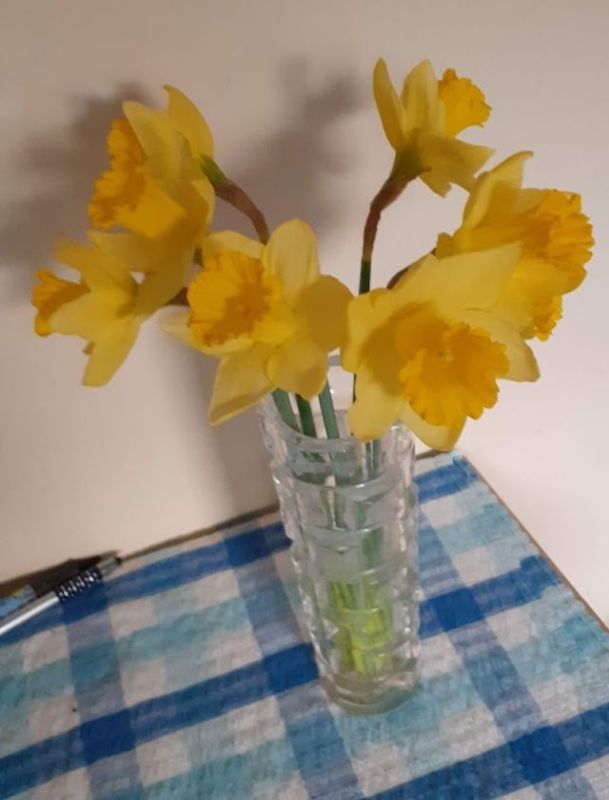 daffs.jpg