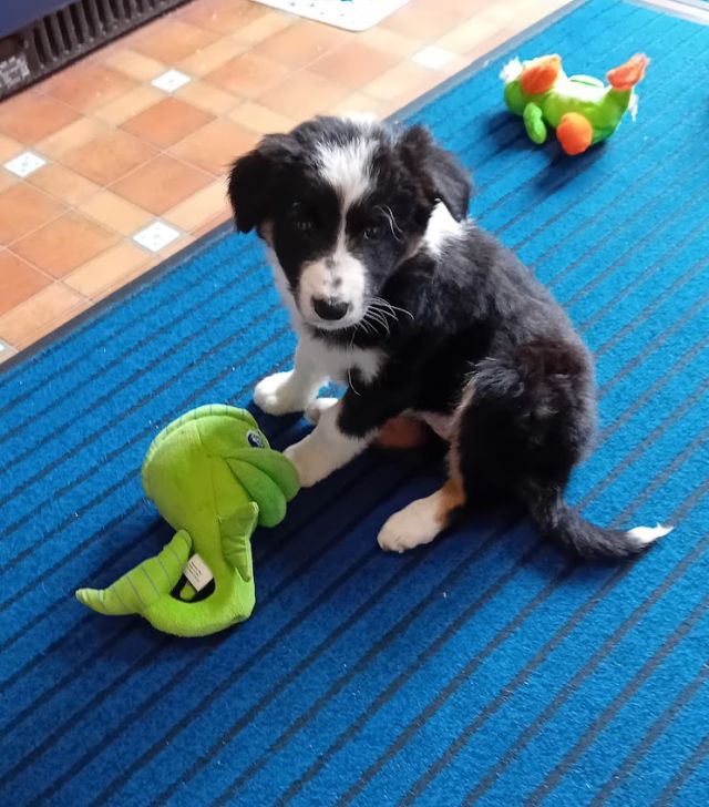 Pheobe 7 weeks old.jpg