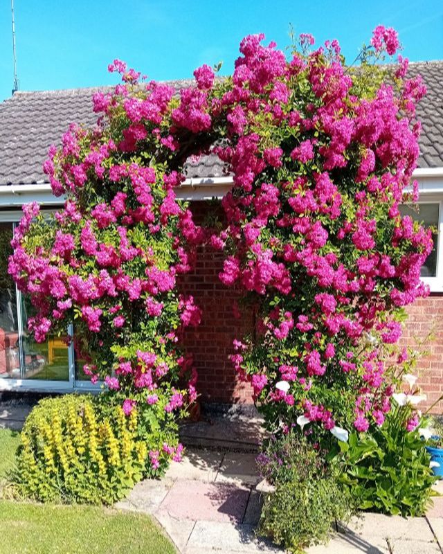 rose arch.jpg