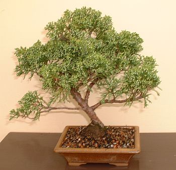 Bonsai.jpg