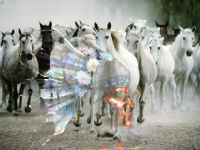 wildhorses.jpg