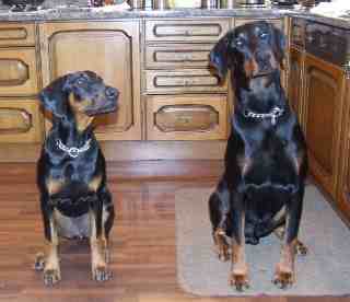 Roxi & Kito in the kitchen email size.jpg