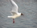 Mons.gif