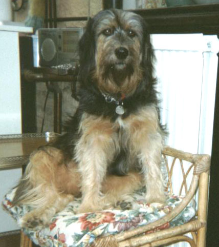 Daisy our first rescue dog.jpg