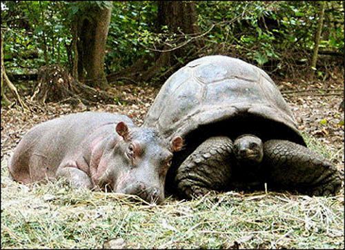 HIPPORTLE-1.jpg