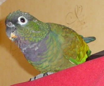 Widget my parrot