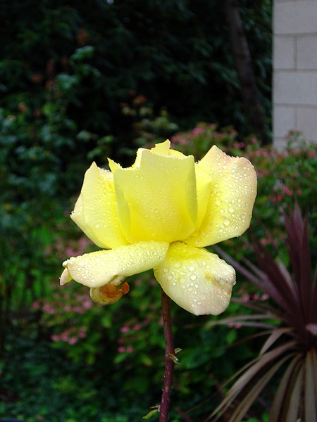 Rose yellow raindrops